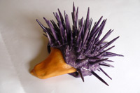 sea-urchin's treasure